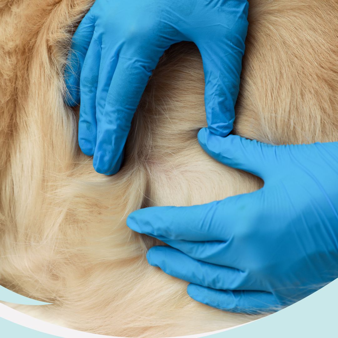 Dermatología · Clínica Veterinaria La Gavia
