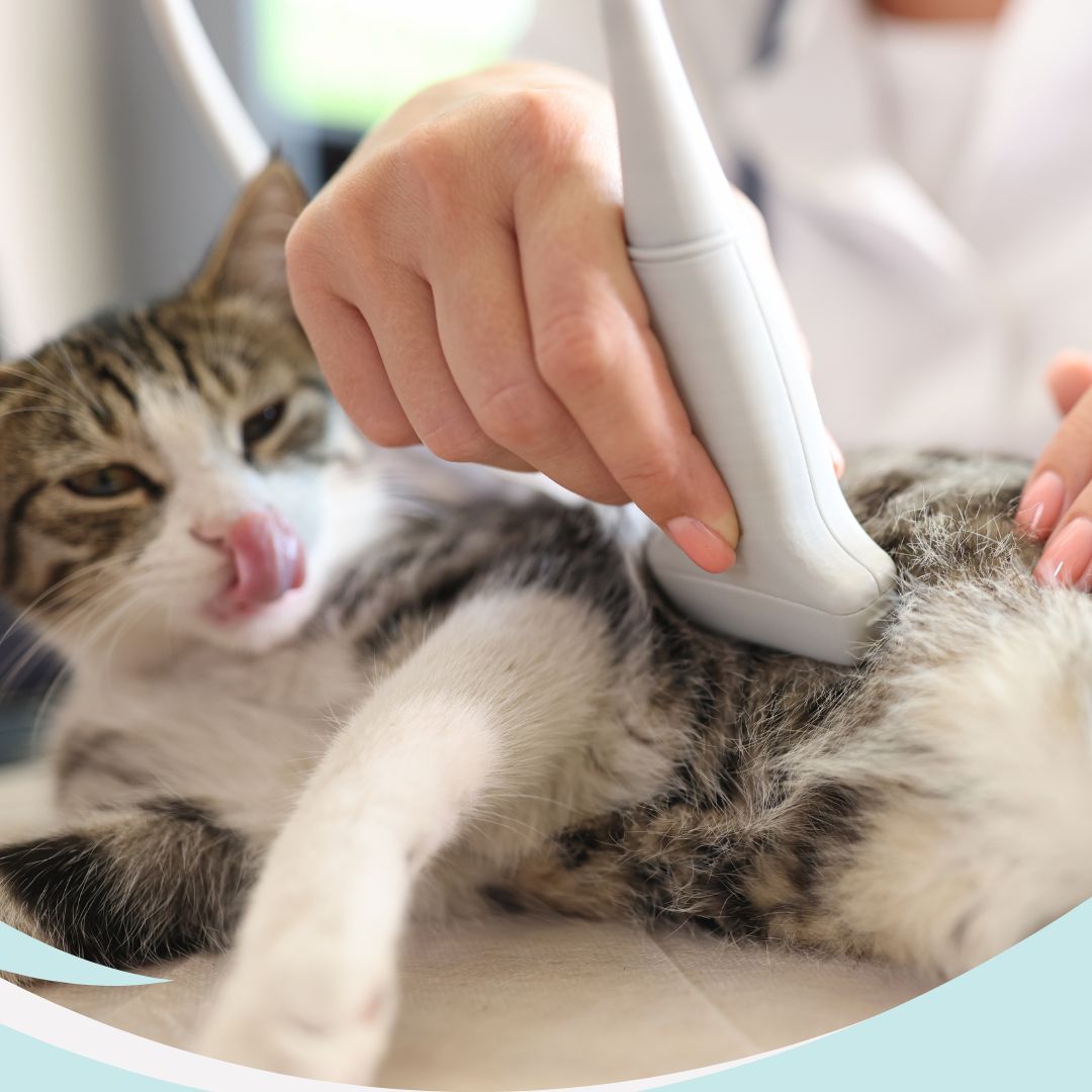 Ecografía · Clínica Veterinaria La Gavia