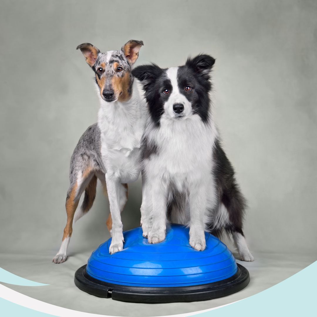 Fisioterapia y rehabilitación · Clínica Veterinaria La Gavia