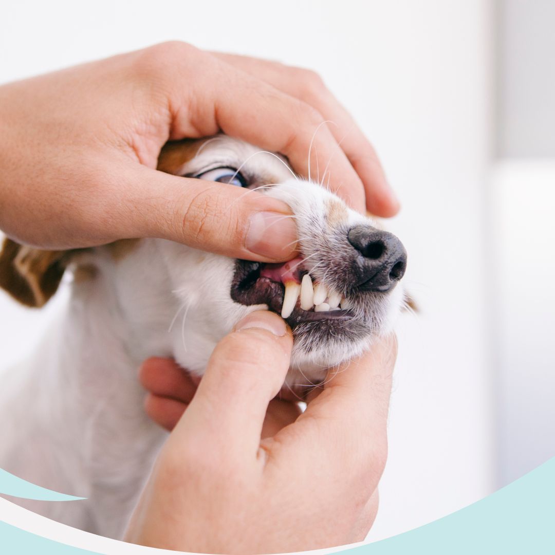 Odontología · Clínica Veterinaria La Gavia