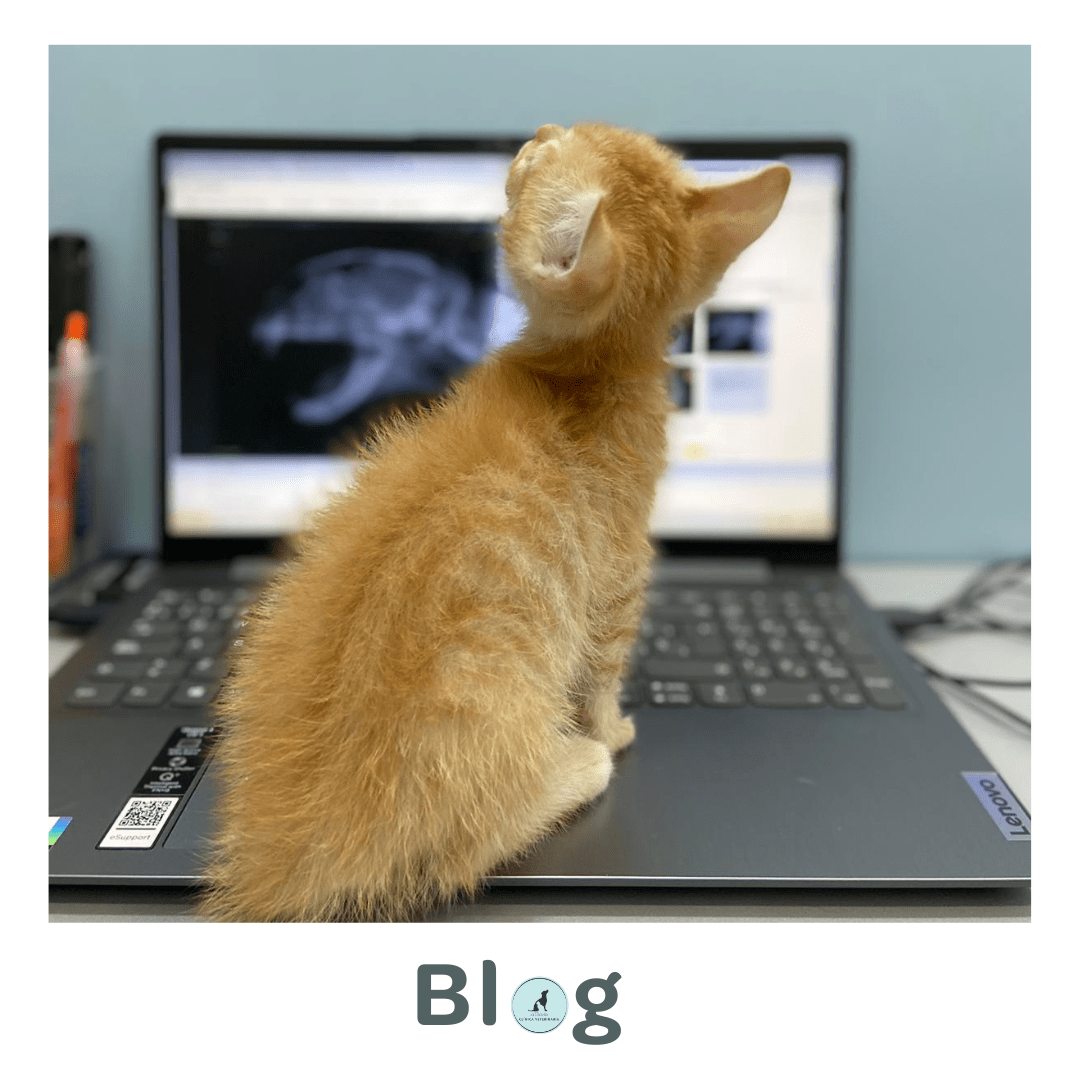 Blog · Clínica Veterinaria La Gavia