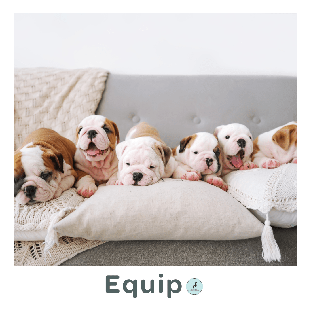 Equipo · Clínica Veterinaria La Gavia