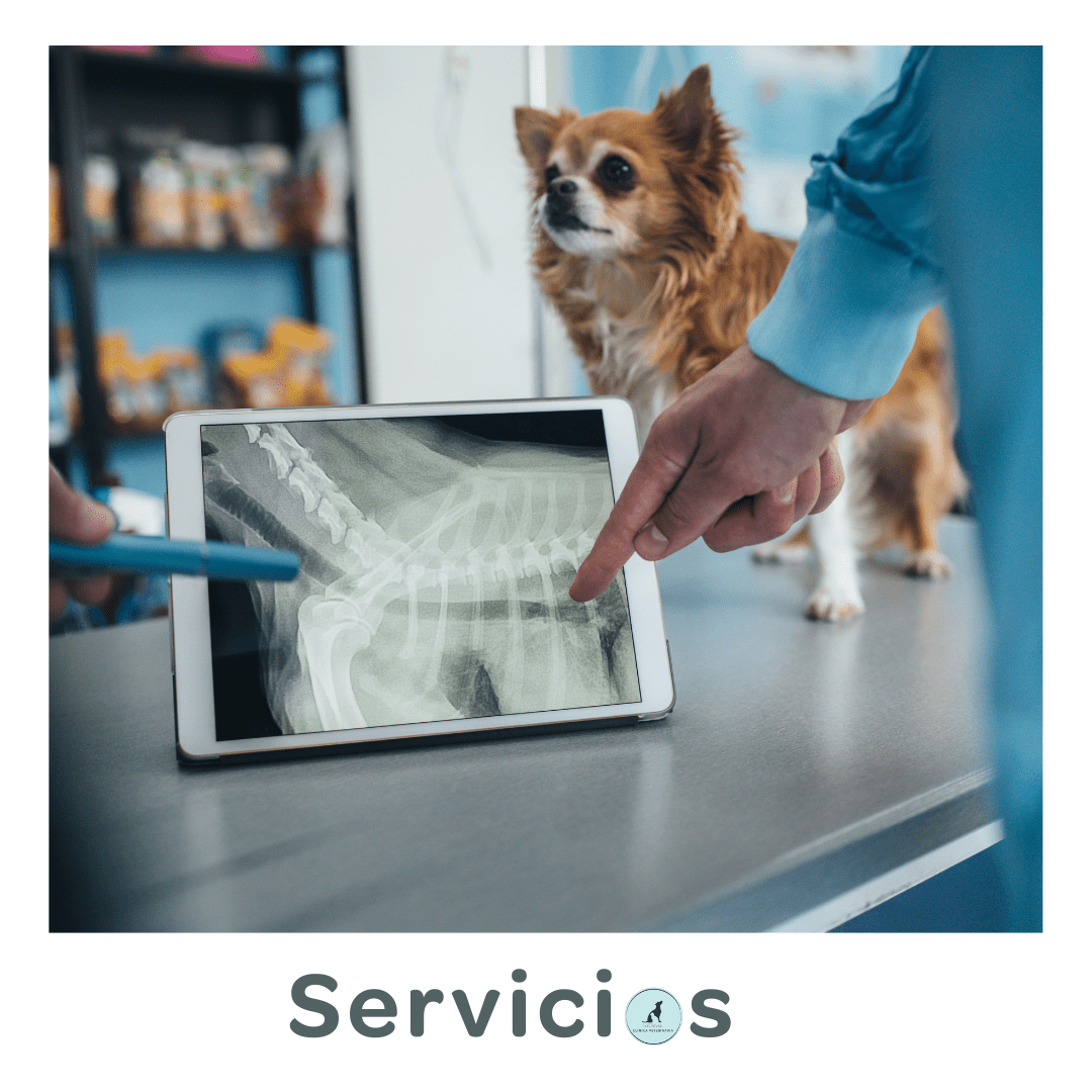 Servicios · Clínica Veterinaria La Gavia